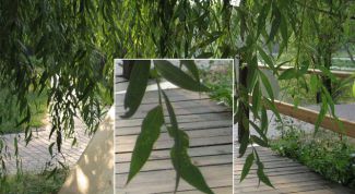 Картинка по теме - как увеличить размер рисунка