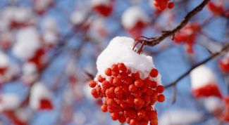 Картинка по теме - почему рябина становится сладкой