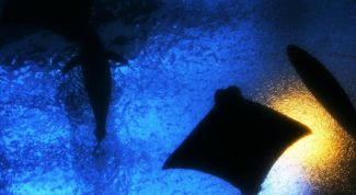 Картинка по теме - что такое идиоадаптация