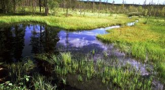 Картинка по теме - почему надо охранять болота