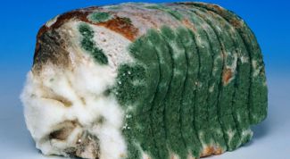 Картинка по теме - почему плесневеет хлеб