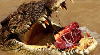 Картинка по теме - что такое хищничество