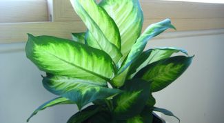 Картинка по теме - как поливать диффенбахию