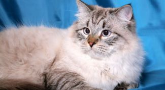 Картинка по теме - как кормить сибирскую кошку