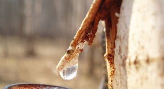 Картинка по теме - почему сок березы весной сладкий