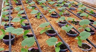 Картинка по теме - почему пропадает рассада