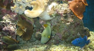 Картинка по теме - как уложить грунт в аквариум