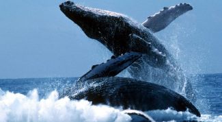 Картинка по теме - почему исчезают киты