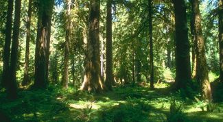 Картинка по теме - почему нужно защищать леса