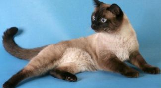 Картинка по теме - как ухаживать за тайской кошкой