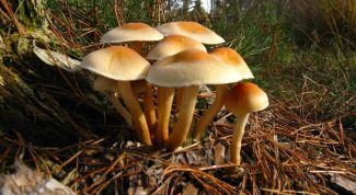 Картинка по теме - почему нельзя собирать грибы