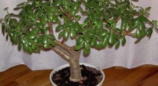 Картинка по теме - почему опадает денежное дерево