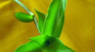 Картинка по теме - как принимать настойку золотого уса