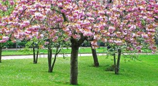 Картинка по теме - как обрабатывать садовые деревья