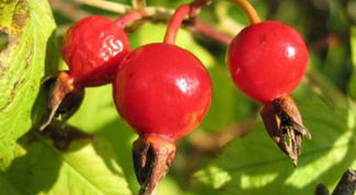 Картинка по теме - как посадить шиповник