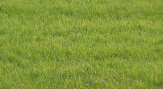 Картинка по теме - как делать газон