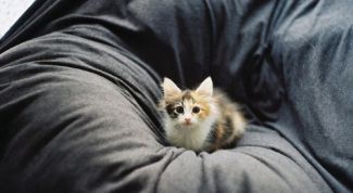 Картинка по теме - как избавиться от запаха кошачьей мочи на диване