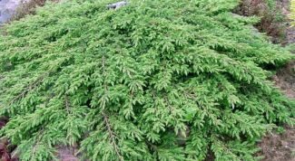 Картинка по теме - как посадить можжевельник