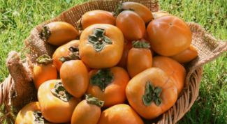 Картинка по теме - как посадить косточку хурмы