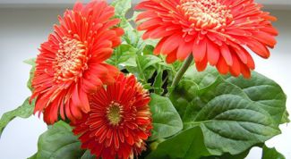 Картинка по теме - как пересадить герберу