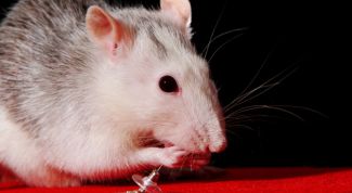 Картинка по теме - как кормить домашнюю крысу