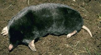 Картинка по теме - как нарисовать крота