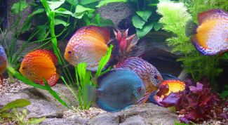 Картинка по теме - что делать, если вода в аквариуме мутная