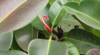 Картинка по теме - как растить фикус