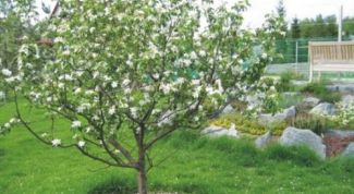 Картинка по теме - когда нужно сажать яблони