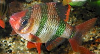 Картинка по теме - почему рыбки выпрыгивают из аквариума