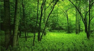 Картинка по теме - почему мы должны беречь природу