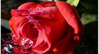 Картинка по теме - зачем розе нужны шипы