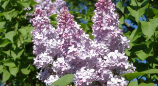 Картинка по теме - почему мало цветов