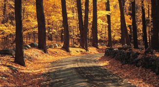 Картинка по теме - почему осенью листопад