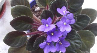 Картинка по теме - почему мельчают листья