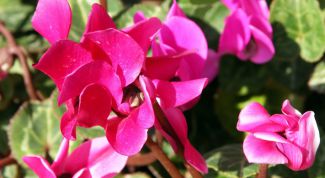 Картинка по теме - как посадить семена цикламена