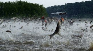 Картинка по теме - почему разводят растительноядных рыб