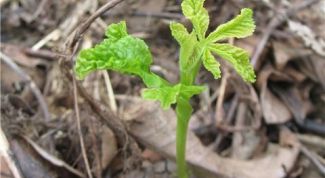 Картинка по теме - как пересадить каштан