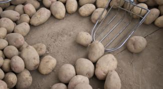 Картинка по теме - почему после подмораживания картофель сладкий