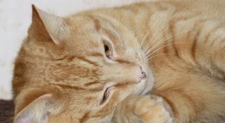 Картинка по теме - что делать, если у кошки понос