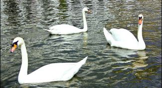 Картинка по теме - что делать, если любишь двоих