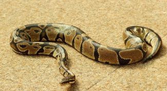 Картинка по теме - почему зевает питон