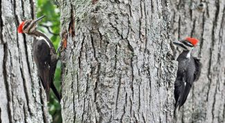 Картинка по теме - почему дятла называют лесным доктором