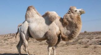 Картинка по теме - почему верблюда называют королем пустыни