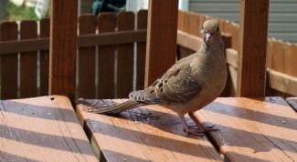 Картинка по теме - как выпустить голубя