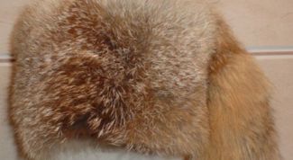 Картинка по теме - как почистить мех лисы