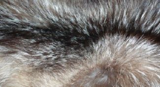 Картинка по теме - как привести в порядок мех