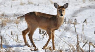 Картинка по теме - как нарисовать животных