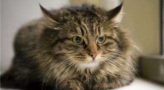 Картинка по теме - как ухаживать за норвежской кошкой