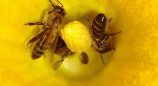 Картинка по теме - для чего нужна пыльца